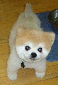 Paula Lampert Kyrios