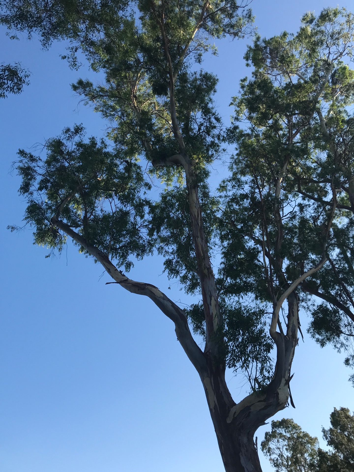 Charles H. Wilson Park