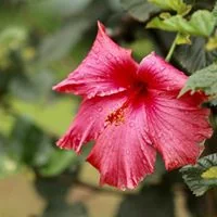 Katie Firestone Baad