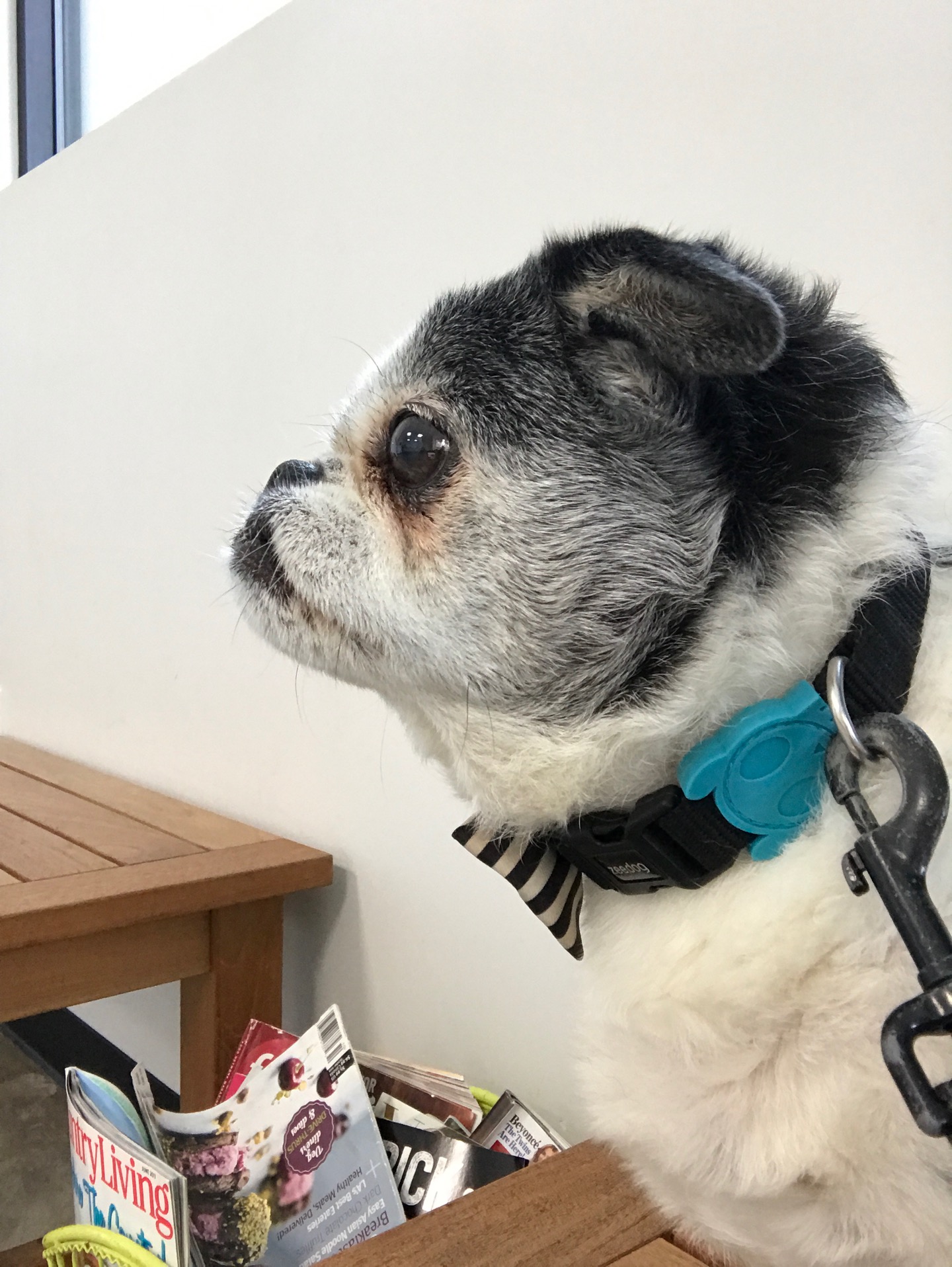 Palos Verdes Village Pet Hospital