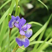 Katie Firestone Baad