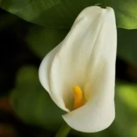 Katie Firestone Baad